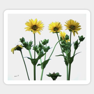 Wild Sunflowers Sticker